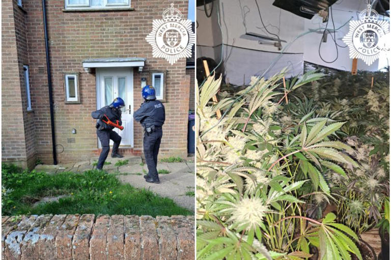 Hundreds of cannabis plants worth huge sum found in Telford police raid