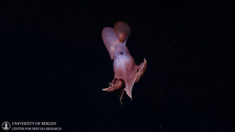 Monstrous octopus terrorized seas off BC in age of dinosaurs, study ...