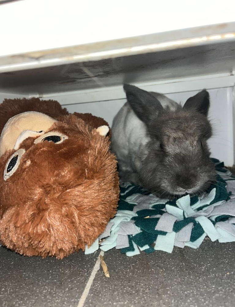 Rabbit who keeps losing her home hugs rescuer when she finally feels safe