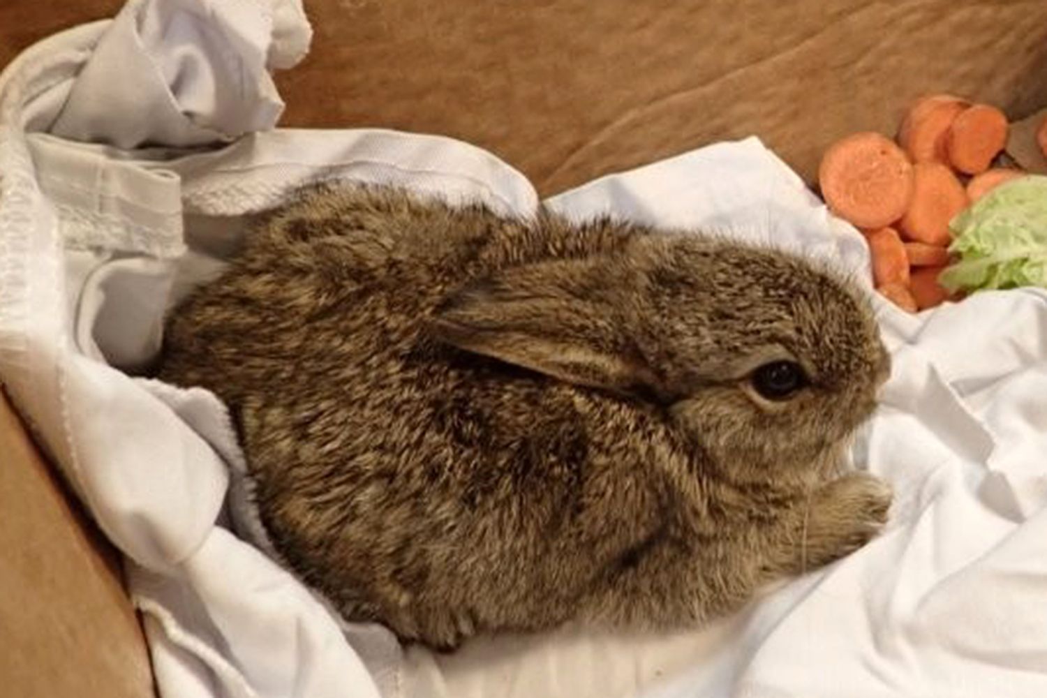 2 wild rabbits caught 'running around' ocean drilling rig located 93 ...