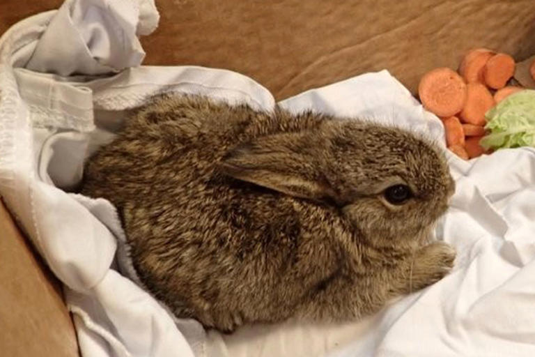 2 wild rabbits caught 'running around' ocean drilling rig located 93 ...