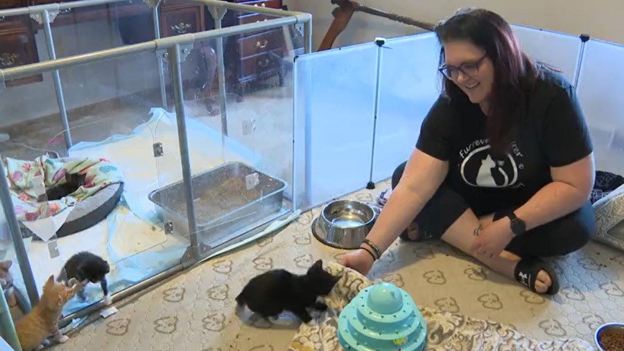 Finding pets homes to foster fails: What it’s like fostering animals in ...