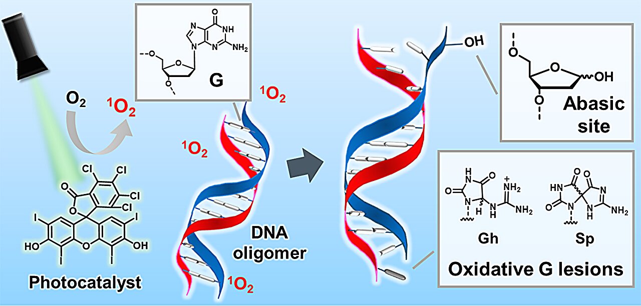 DNA damage just got more complicated: A long-missed weak spot emerges ...
