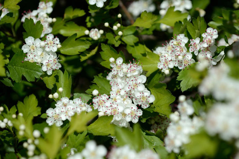 The 12 birth month trees and their meanings—plus, how to grow each one ...