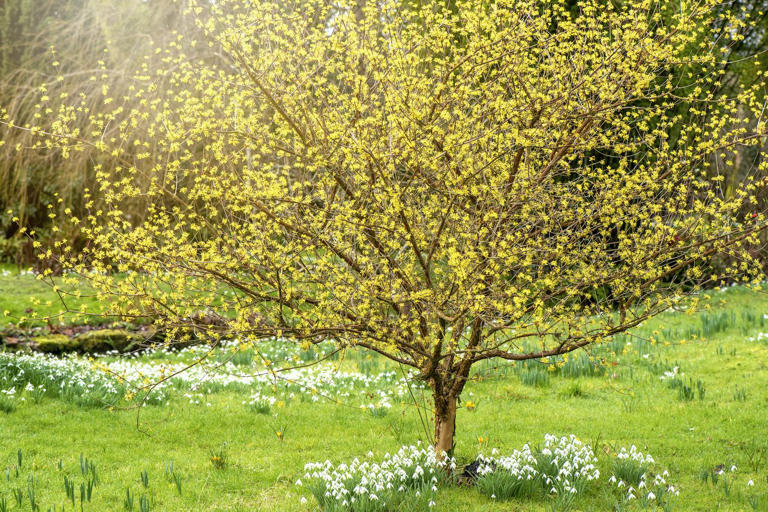 The 12 birth month trees and their meanings—plus, how to grow each one ...