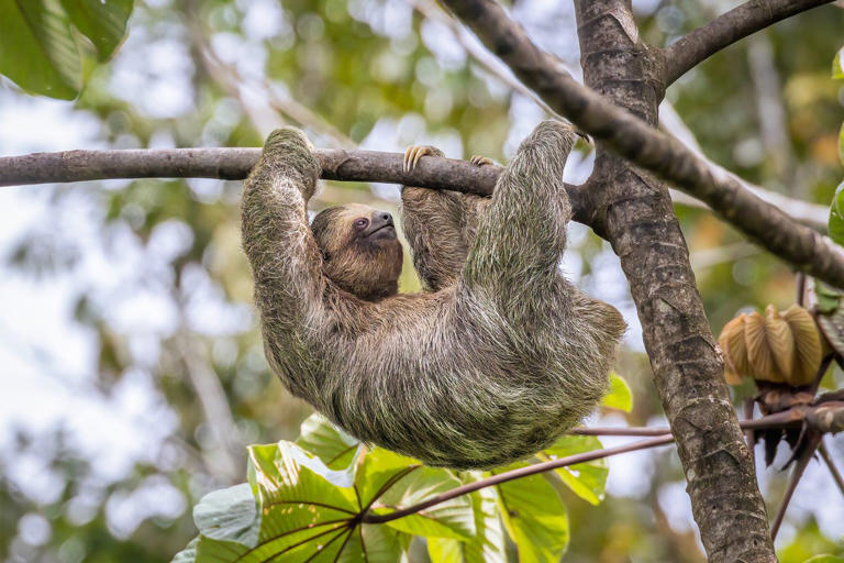 31 sloths allegedly died ahead of Orlando Sloth World attraction's ...