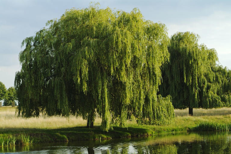The 12 birth month trees and their meanings—plus, how to grow each one ...