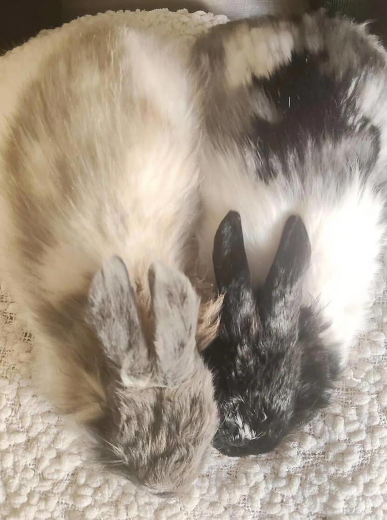Rabbit who keeps losing her home hugs rescuer when she finally feels safe