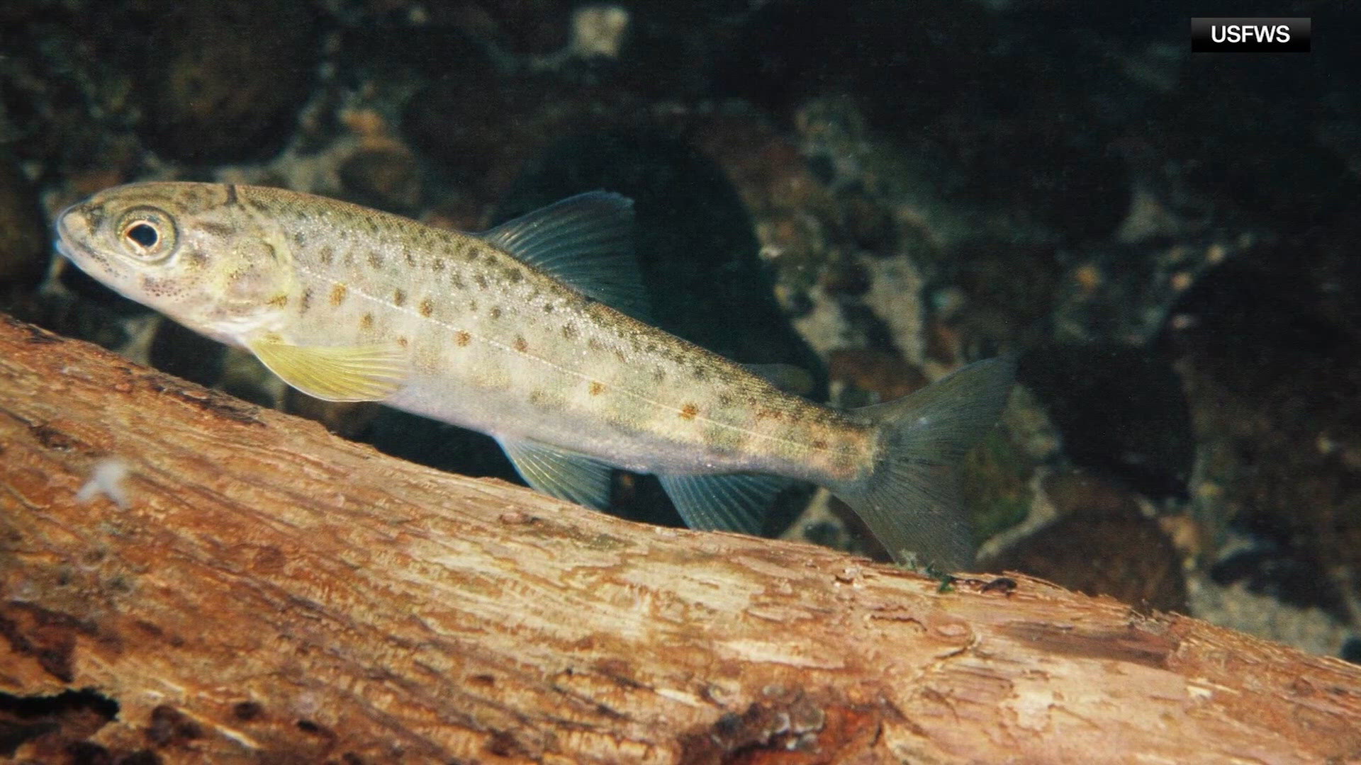 Researchers gave salmon cocaine. Here's what happened