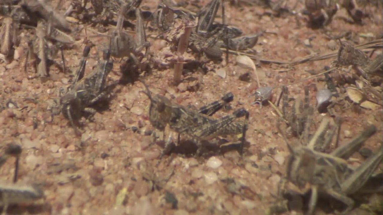 Drought changing when Colorado's insects are making their appearances ...