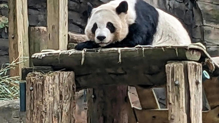 China to dispatch giant pandas to Zoo Atlanta as part of conservation ...