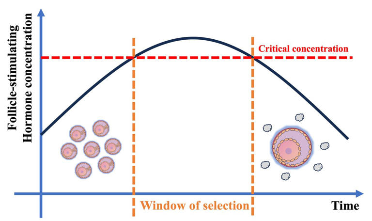 Selection model helps explain why most human pregnancies are singletons