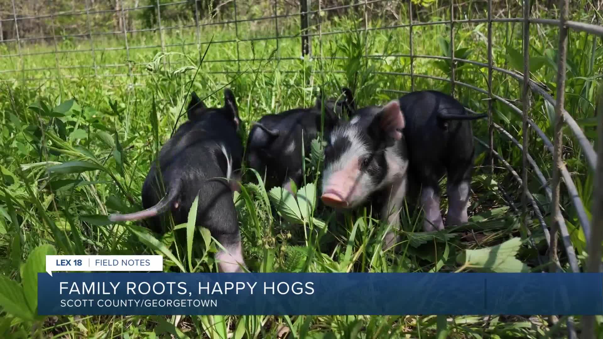 Field notes: Family roots, happy hogs