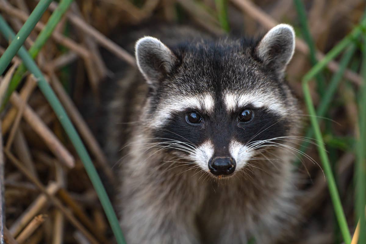 Viral raccoon rings doorbell for food and surprises owner with a ...