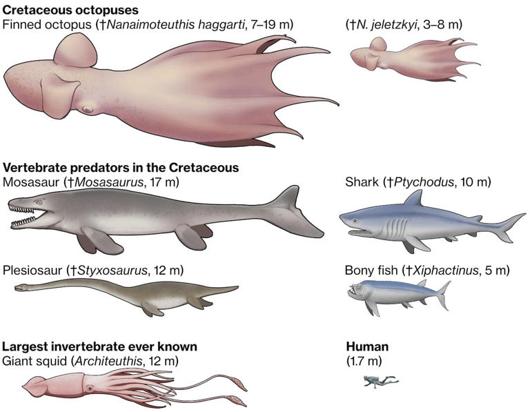 Monstrous octopus terrorized seas off BC in age of dinosaurs, study ...