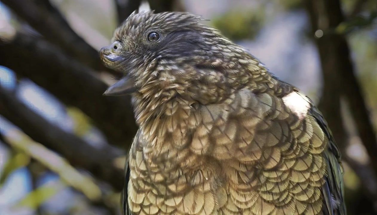 This parrot lost half his beak—then became the undisputed boss of a ...