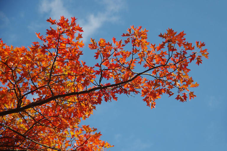 The 12 birth month trees and their meanings—plus, how to grow each one ...