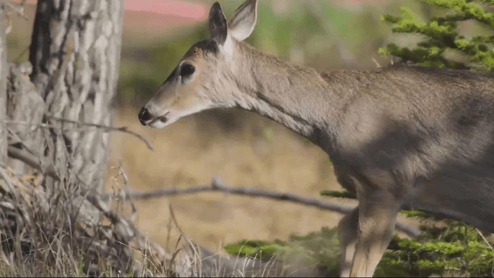 Pennsylvania Game Commission updates CWD rules, elk applications for ...