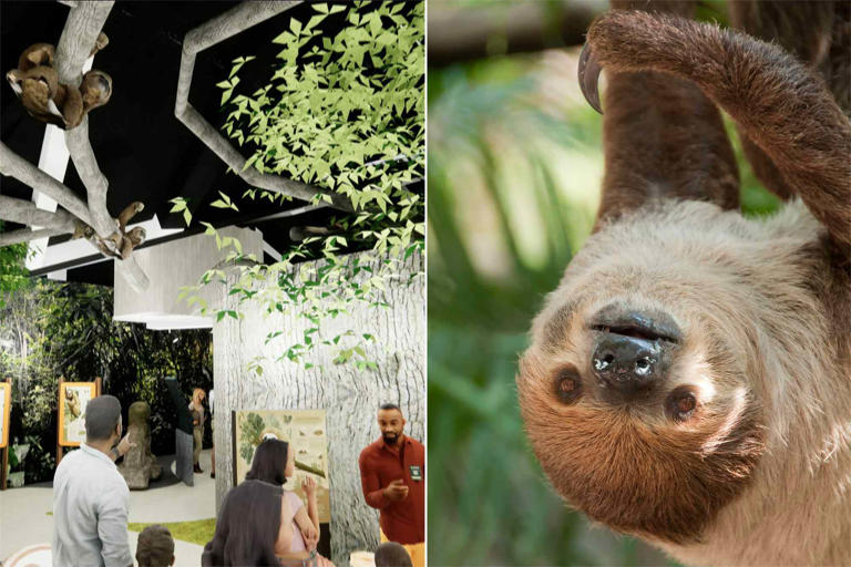 31 sloths allegedly died ahead of Orlando Sloth World attraction's ...