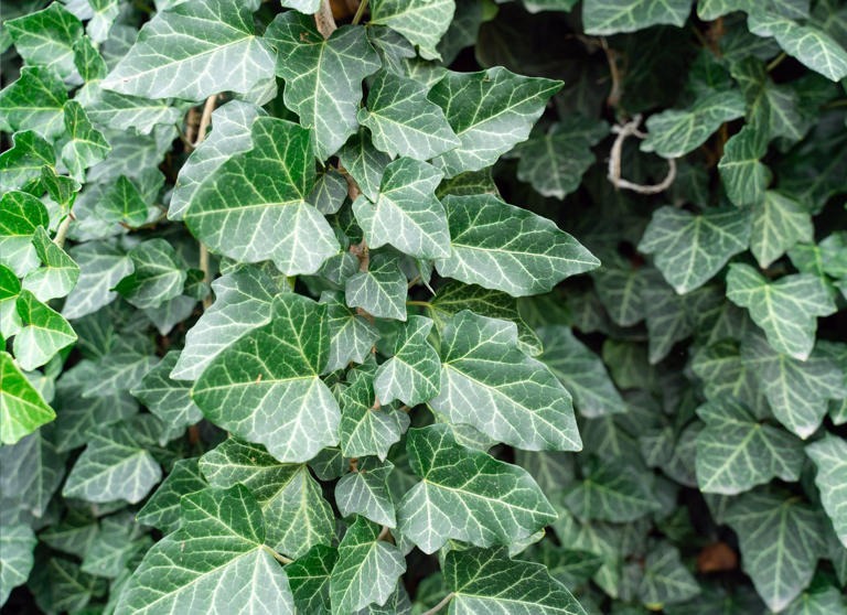 The 12 birth month trees and their meanings—plus, how to grow each one ...