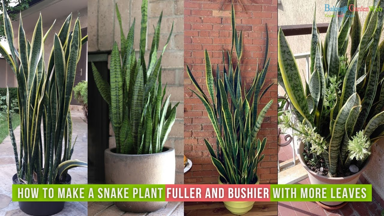 Boost snake plant growth with easy care tips