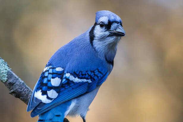 7 blue animals that look too unreal to exist