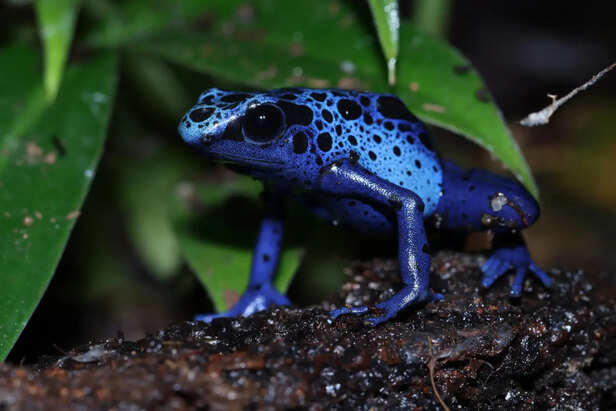 7 blue animals that look too unreal to exist