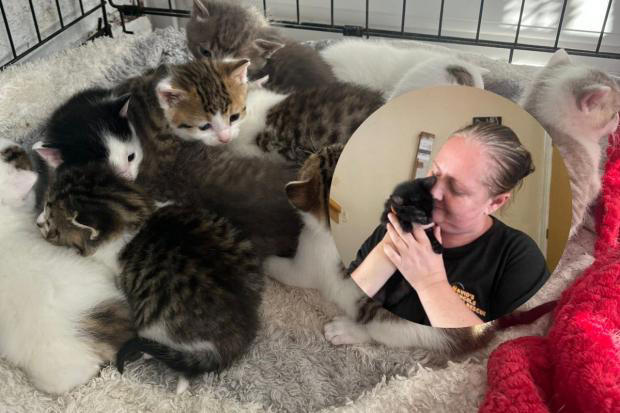 Heartbreaking cases of pregnant cats being thrown out by owners