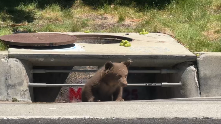 Video shows bear cub trapped inside a Southern California storm drain ...