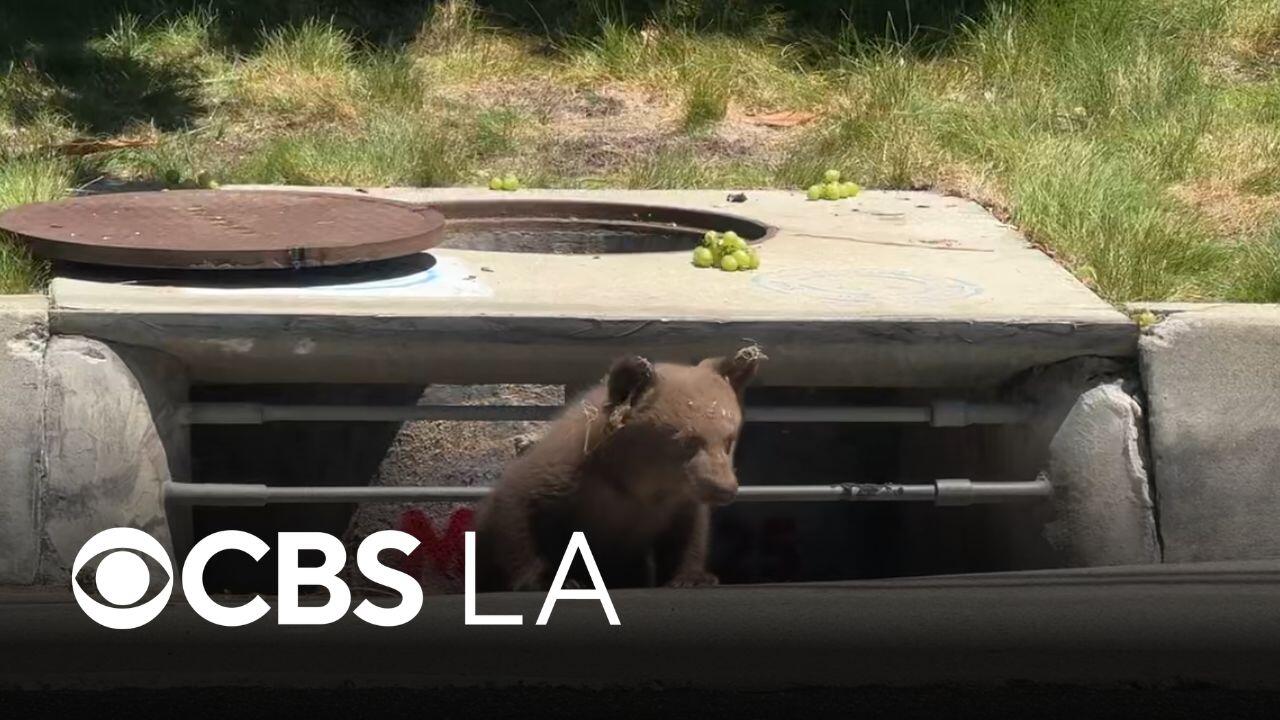 Bear cubs in Monrovia trapped in storm drain, stuck in tree