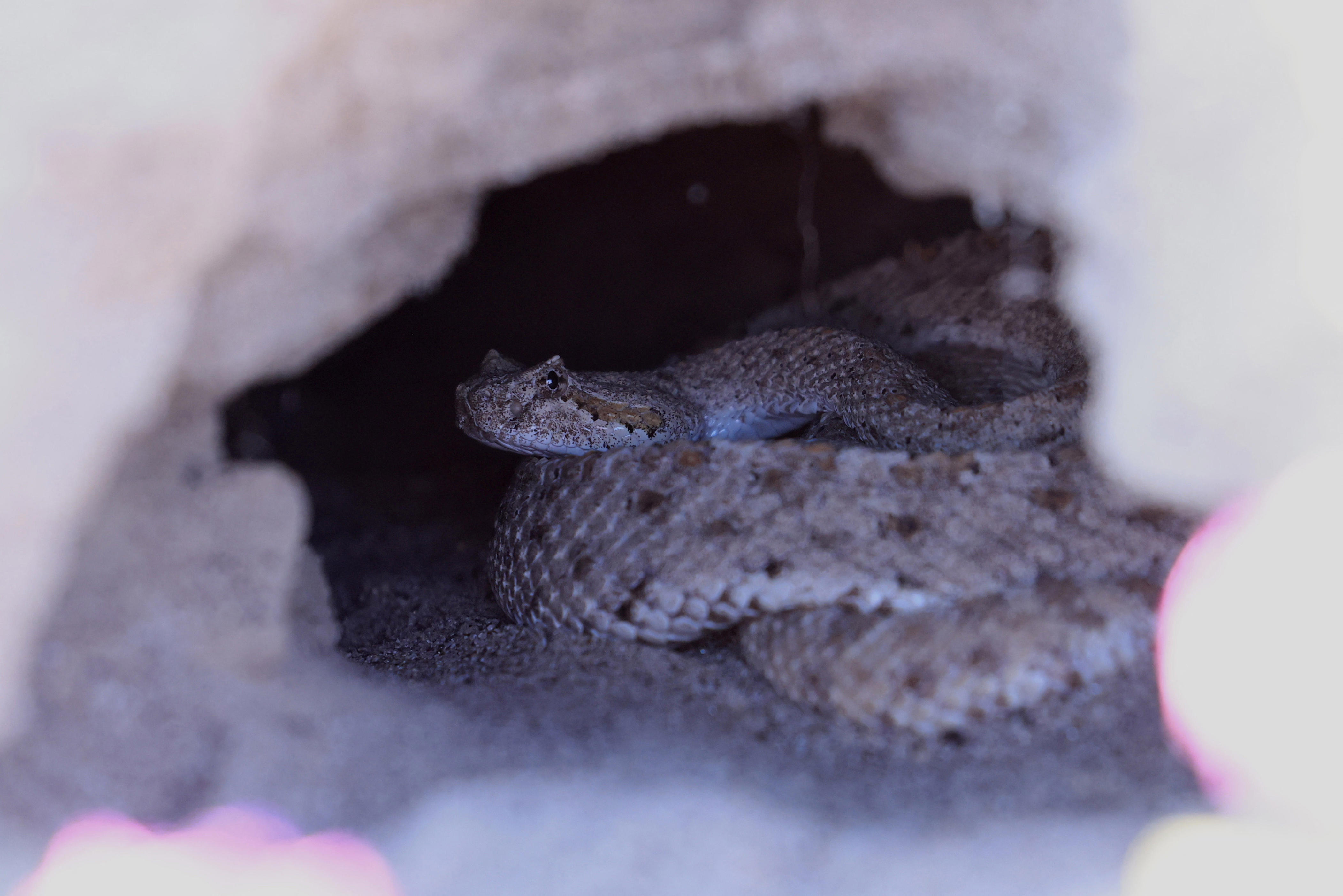 A sidewinder rattlesnake watches from its lair as wildflowers begin to bloom in Anza-Borrego Desert State Park in California.