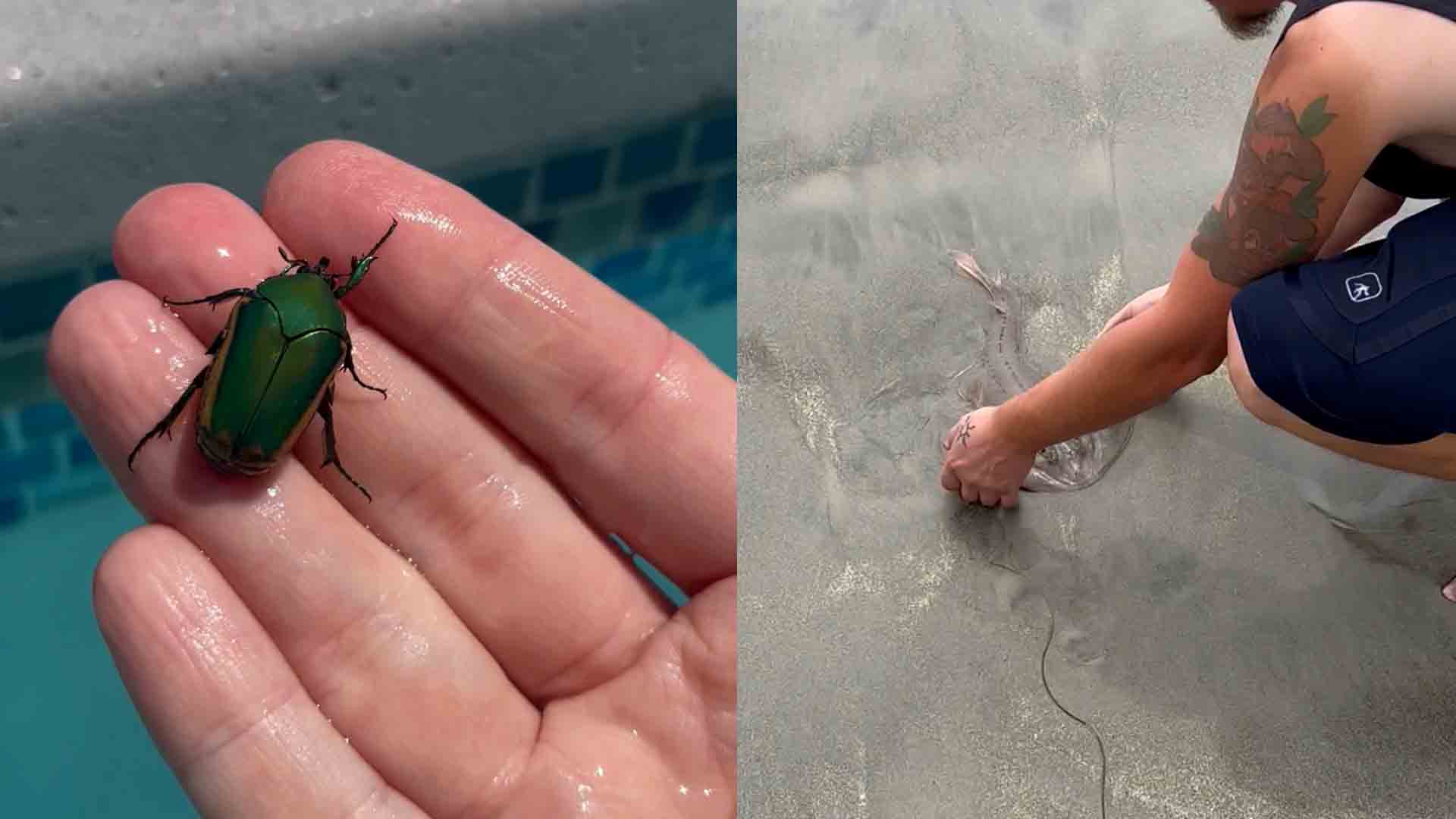Heartwarming animal rescues that will restore your faith in humanity