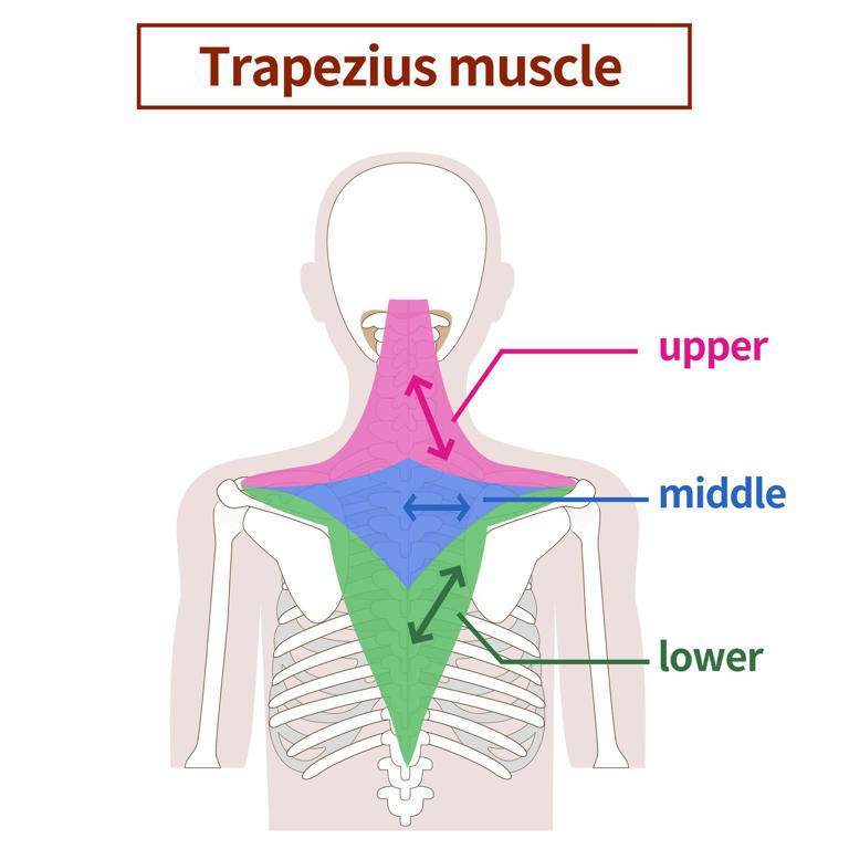 If you have sore shoulders, a physical therapist recommends these two ...