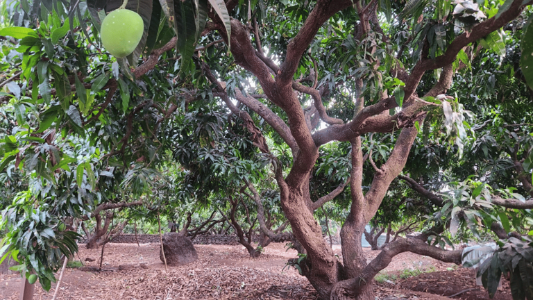 A summer without Alphonso? India’s most relished fruit scarce as ...