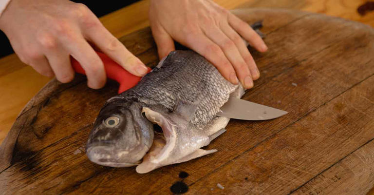 Fish scales can help faster bone and dental healing; here's how