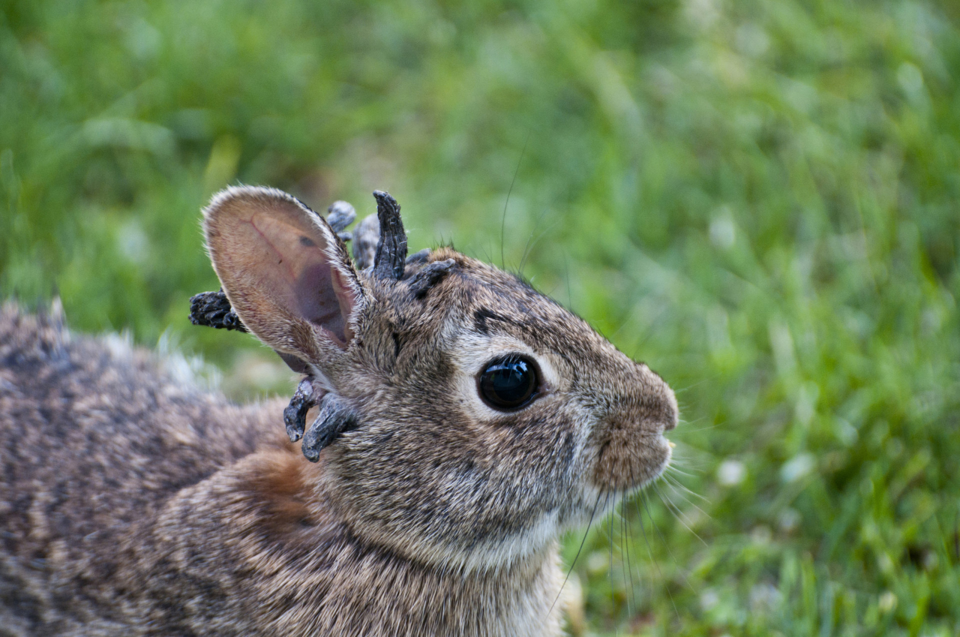 The zombie rabbits taking over Colorado