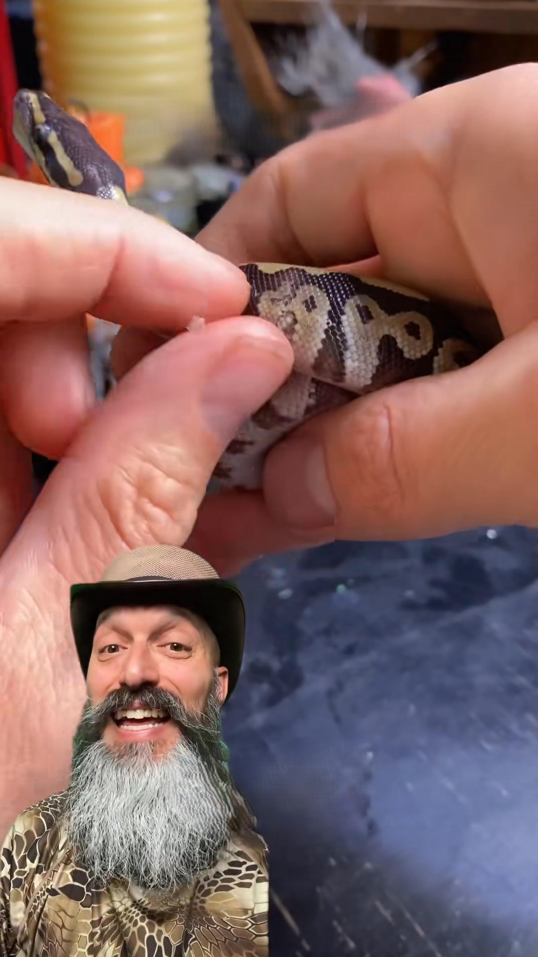 The Molinaro Snake Lab's tiny snake