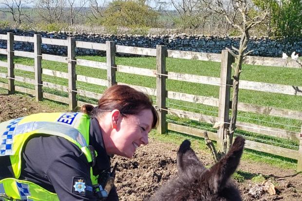 Newborn donkey and pigeon chicks mark eventful police day
