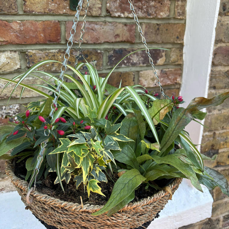 5 tips for creating a hanging basket that will thrive in a north-west ...