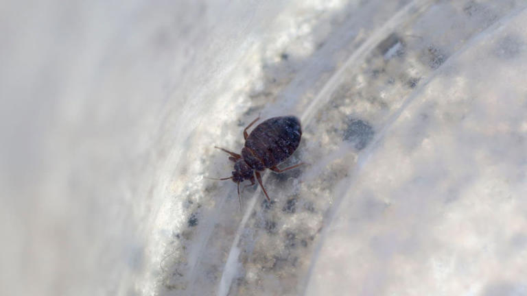 The invasive insects and rodents of greatest concern in PA, NJ for 2026 ...