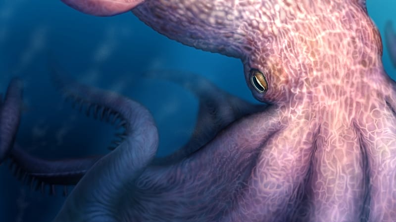 ‘A fearsome sight’: 19-metre-long octopuses prowled the oceans 100 ...