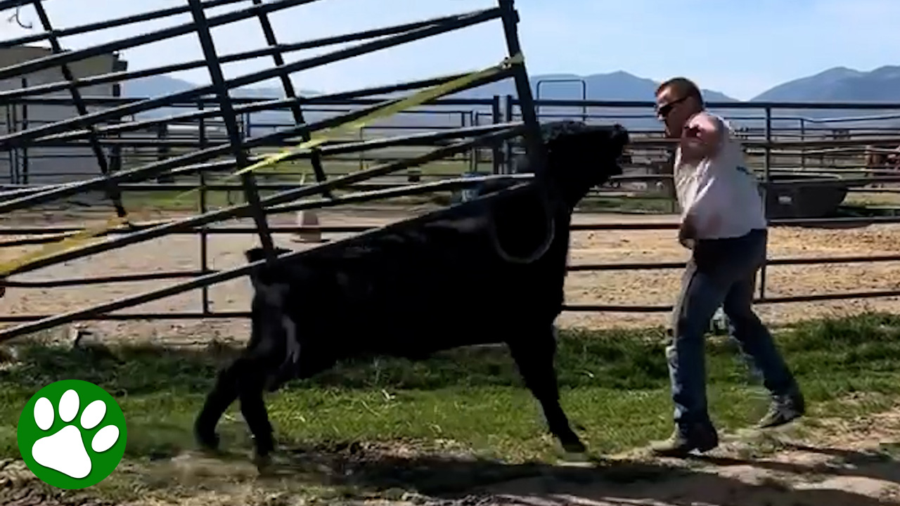 Heroes save enraged bull trapped in metal fence 😱