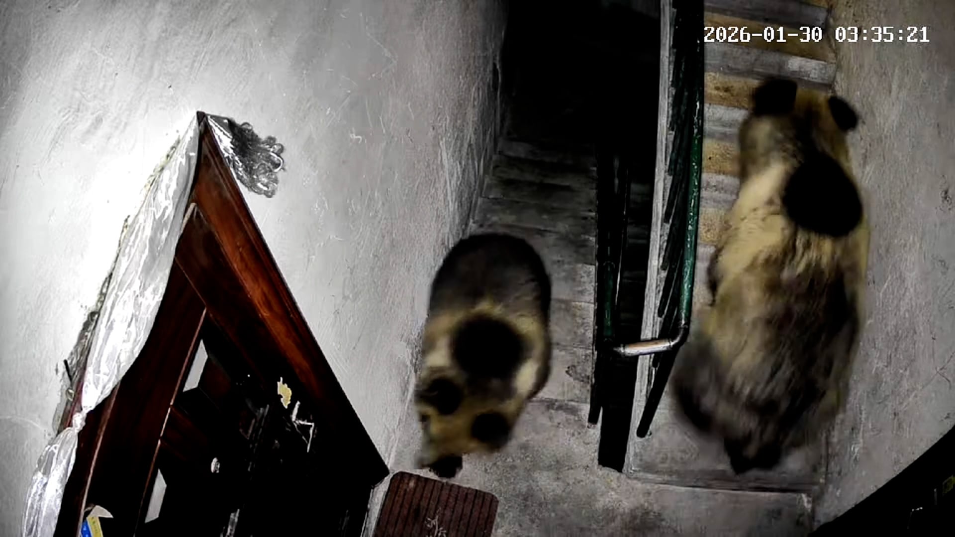 Tense moment resident frightens off two bears as they creep into ...