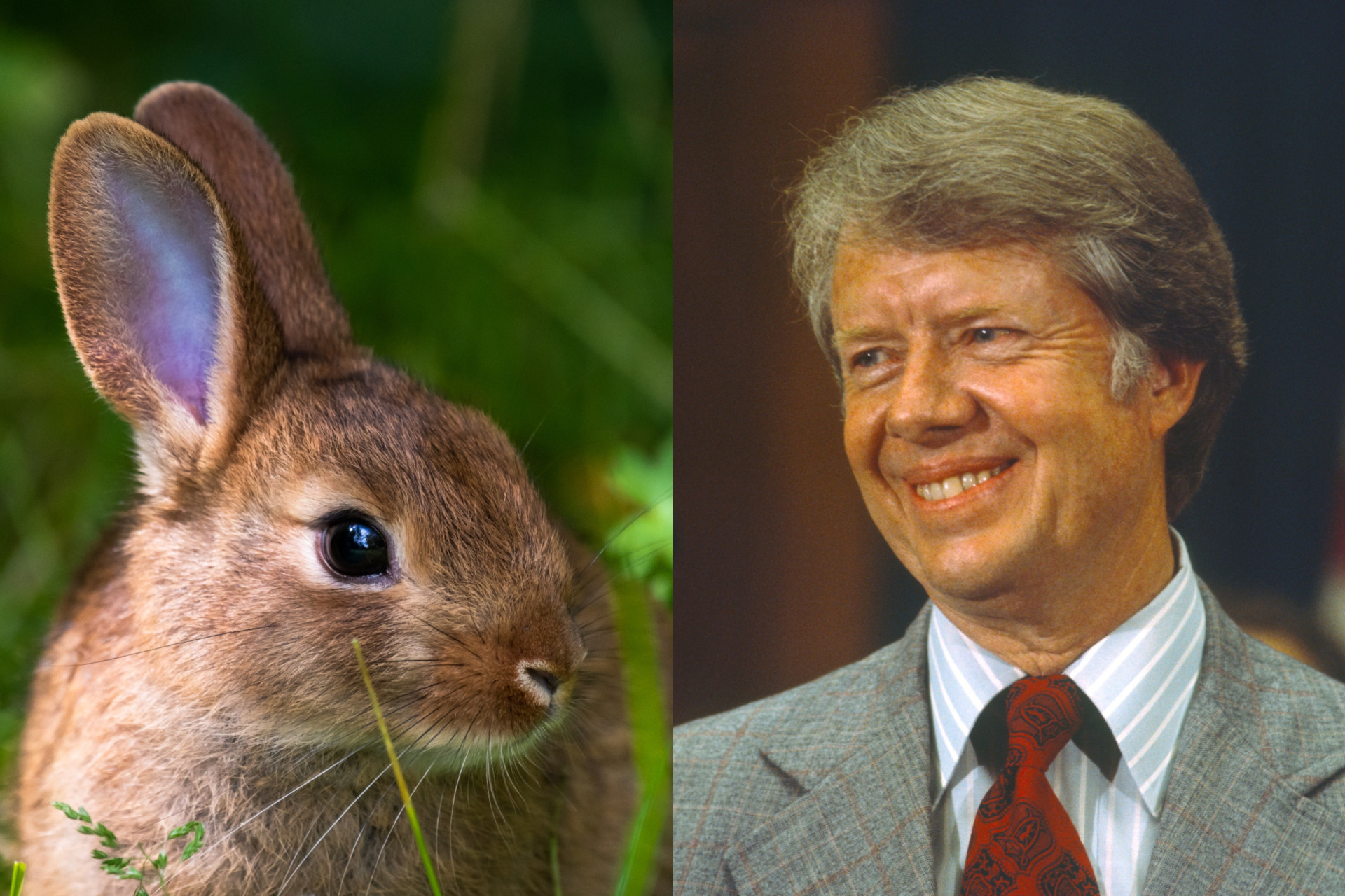 Animals that have humiliated historical leaders