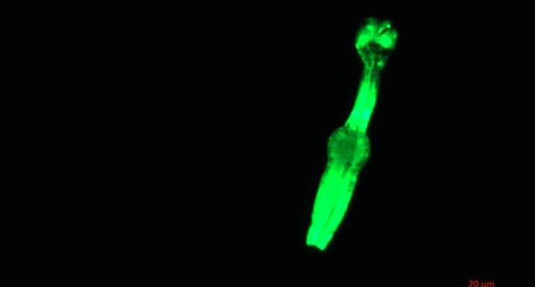 NASA shares that thousands of worms are aboard the ISS for a well ...