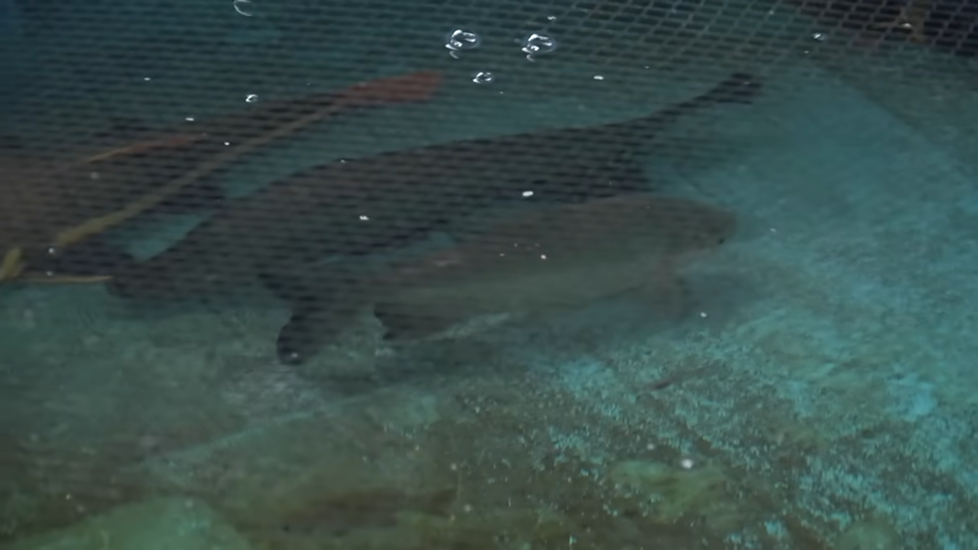 They thought that this fish could not kill the other fish until it ...