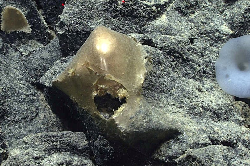 Mystery of 'golden alien orb' found at bottom of ocean solved after 'X ...