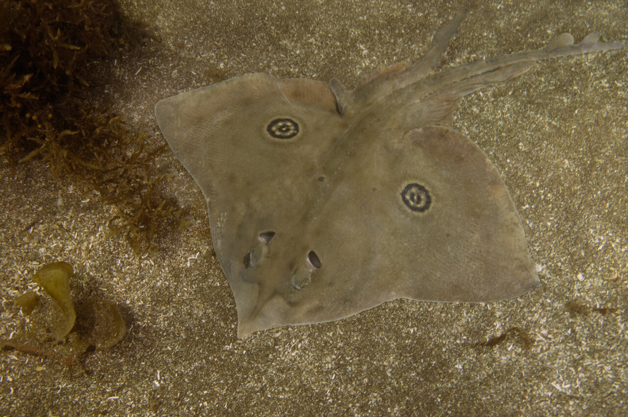 Some rays flash decoy eyes while others never do, as evolution's hidden ...