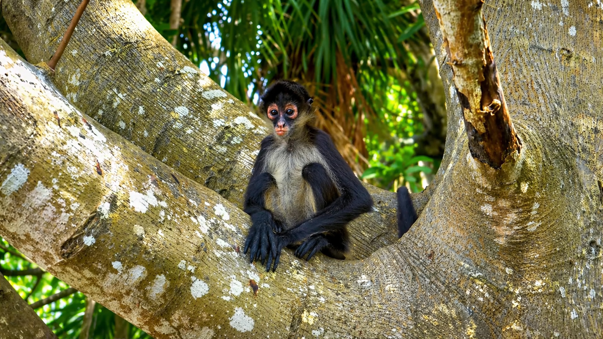 ¿Es este el mono más tierno de la selva?