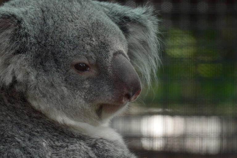 Meet the baby koala hiding in its mom’s pouch at a Florida zoo’s new ...